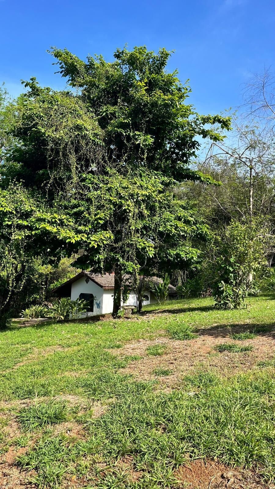 Eine grüne Wiese mit einem weißen Gebäude und einem großen Baum.