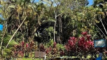 Una piscina con borde de azulejos, rodeada de exuberante vegetación tropical y un cielo azul despejado.
