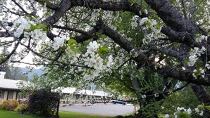 Un árbol con flores blancas frente a un edificio con techo inclinado.