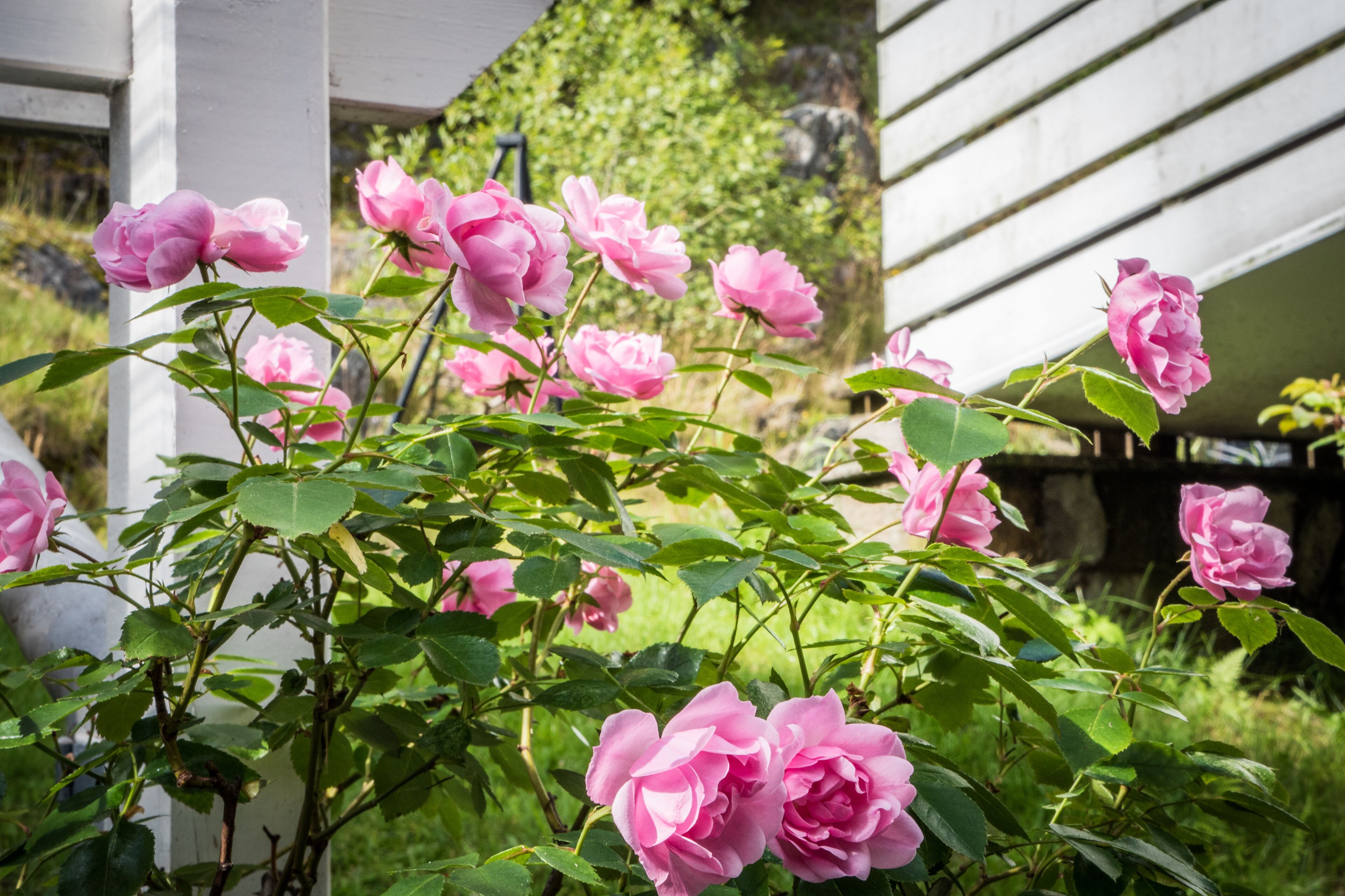 Un jardin avec des roses roses et un feuillage vert.