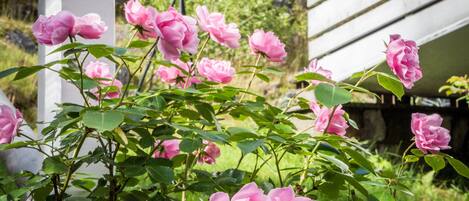 Un jardin avec des roses roses et un feuillage vert.