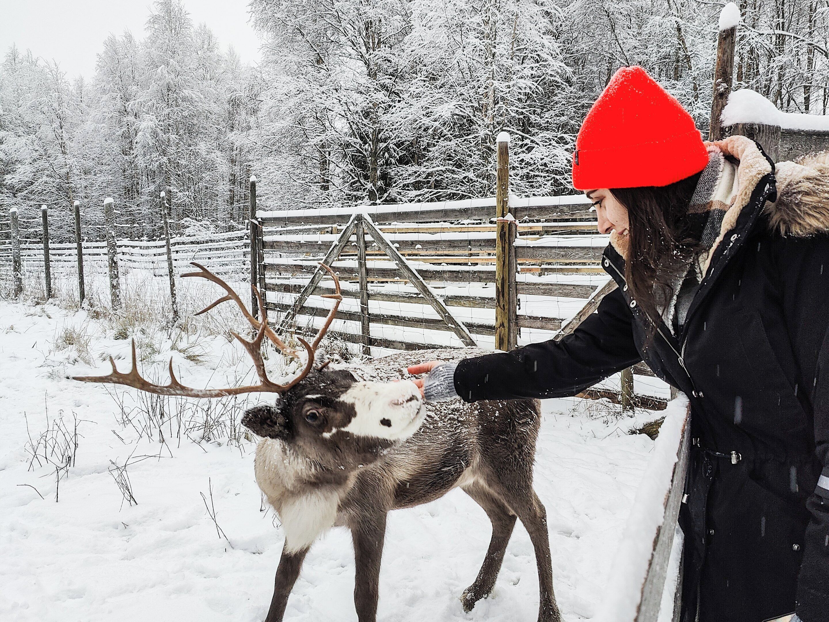 Une personne interagissant avec un cerf dans un environnement extérieur enneigé.