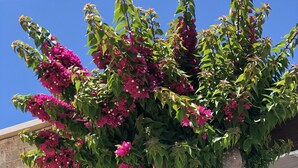 A tree with pink flowers against a clear blue sky. - Dores Residence (Marmaris)