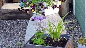 Garden - Pensionat Ankargården (Öregrund)