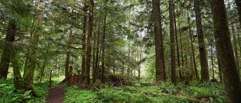 A forested area with a narrow path surrounded by dense ferns and tall trees.