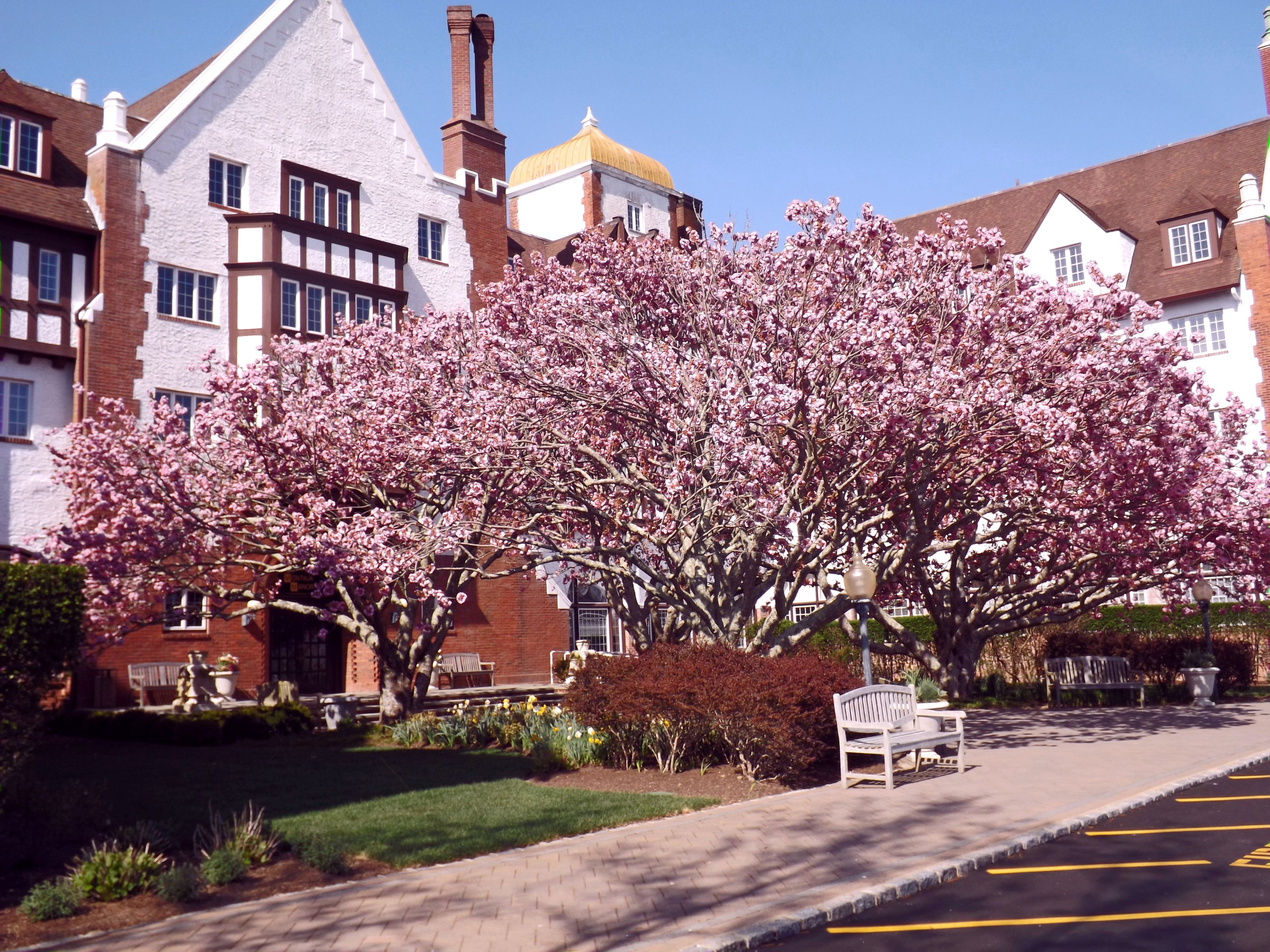 Une rue résidentielle bordée de maisons, un arbre aux fleurs roses, un banc et un parking.