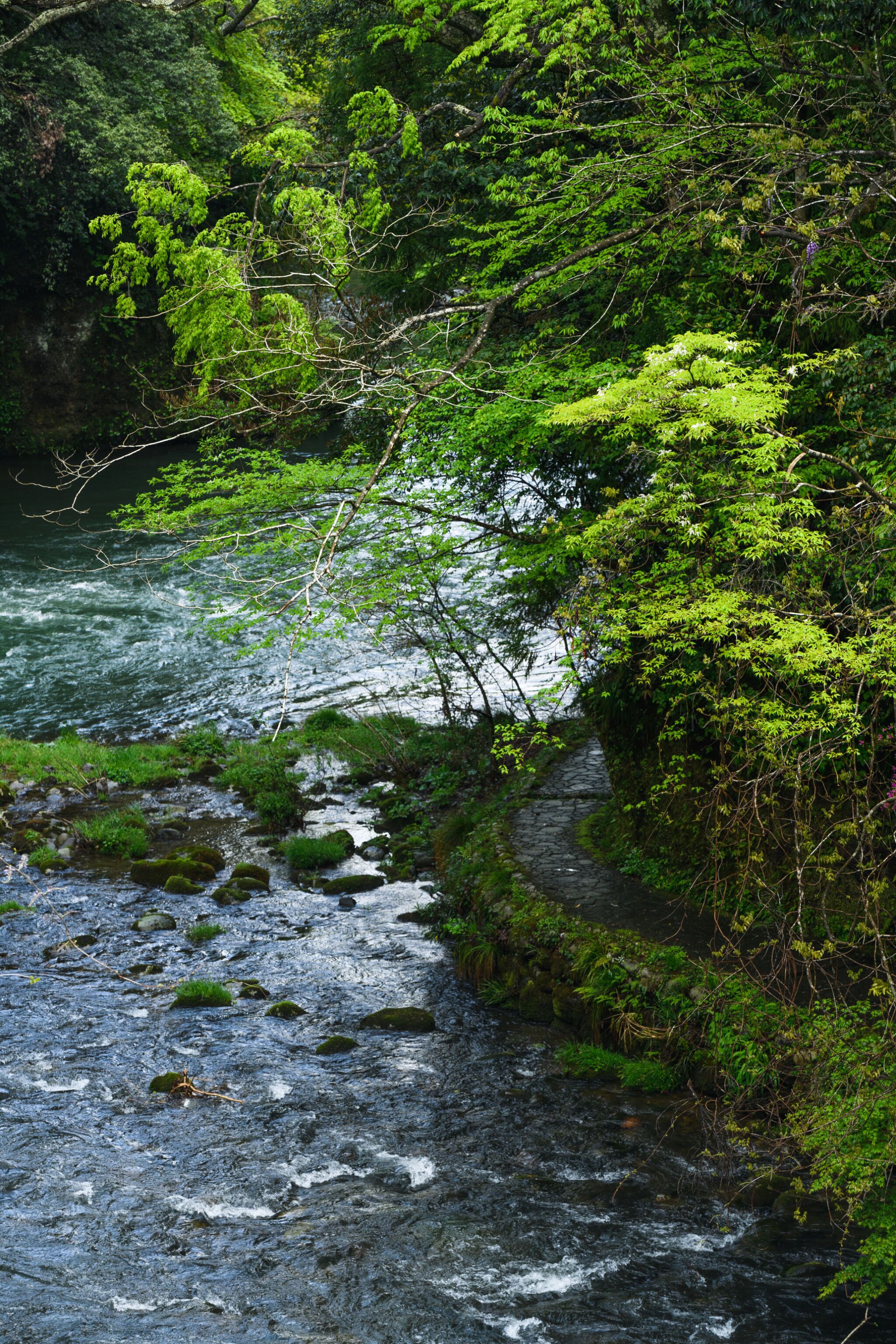 A river flowing through a forested area with a stone path alongside.