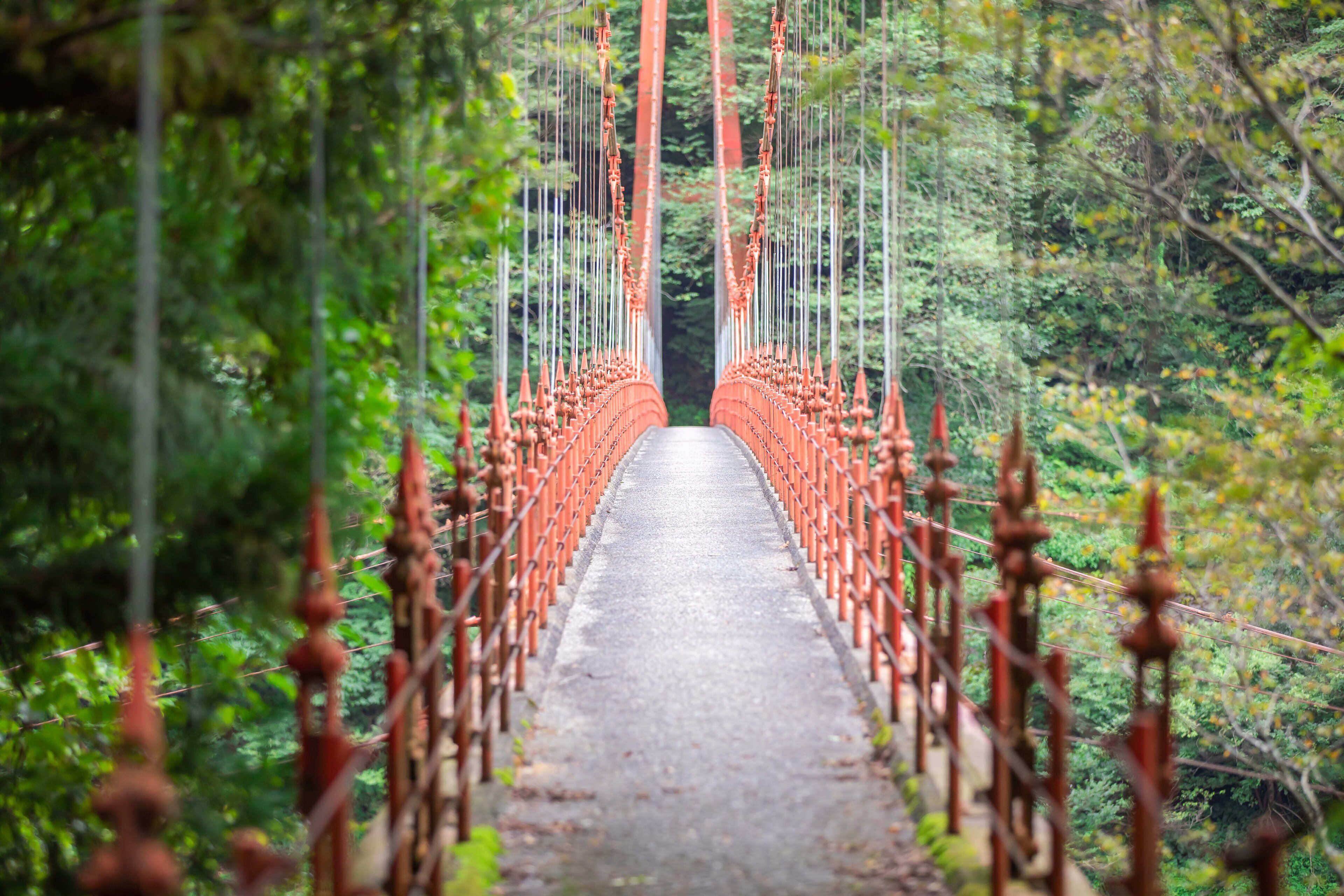 A suspension bridge with a central walkway surrounded by red railings, set in a lush green forest.