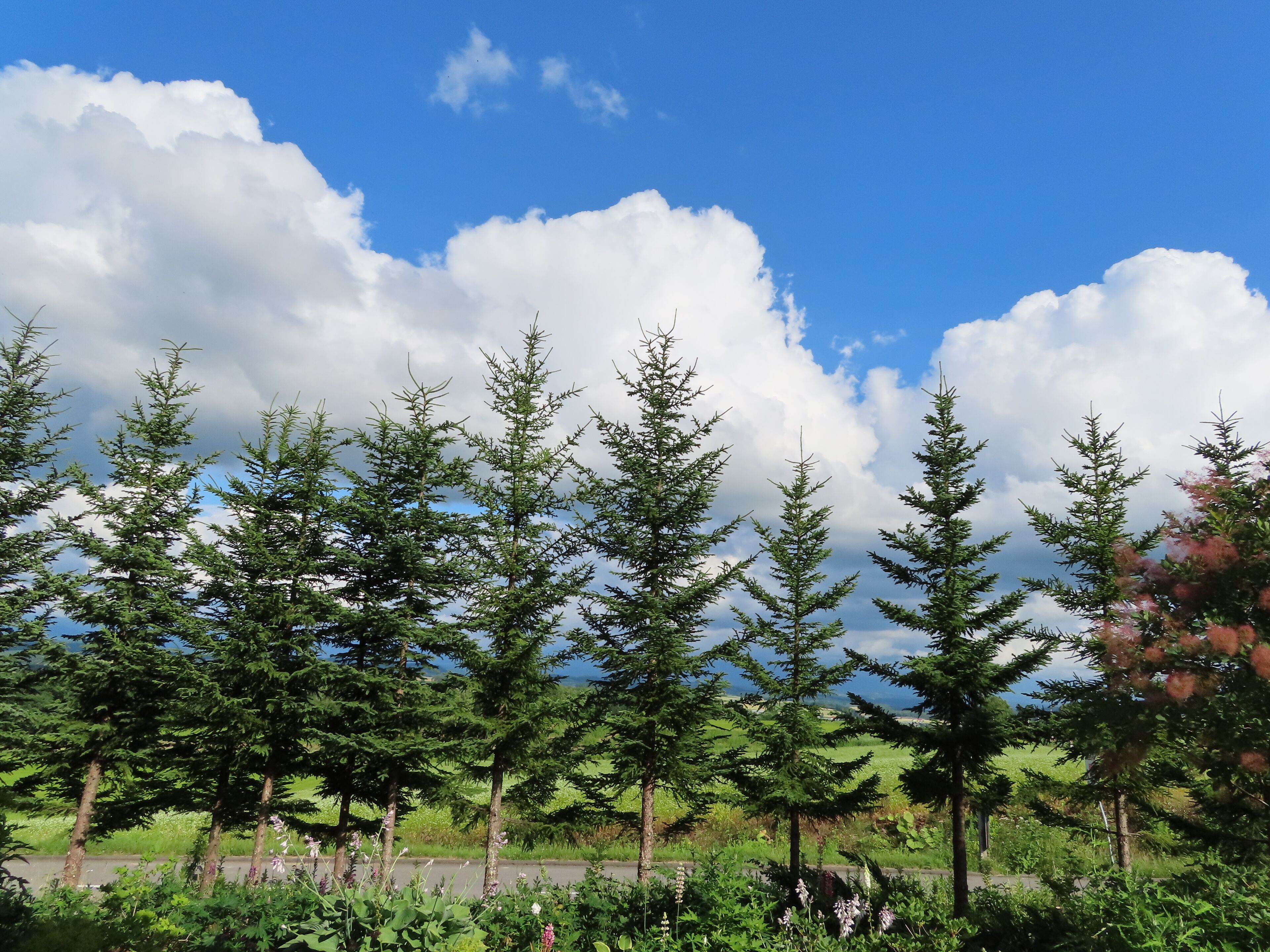 วิวจากห้องพัก