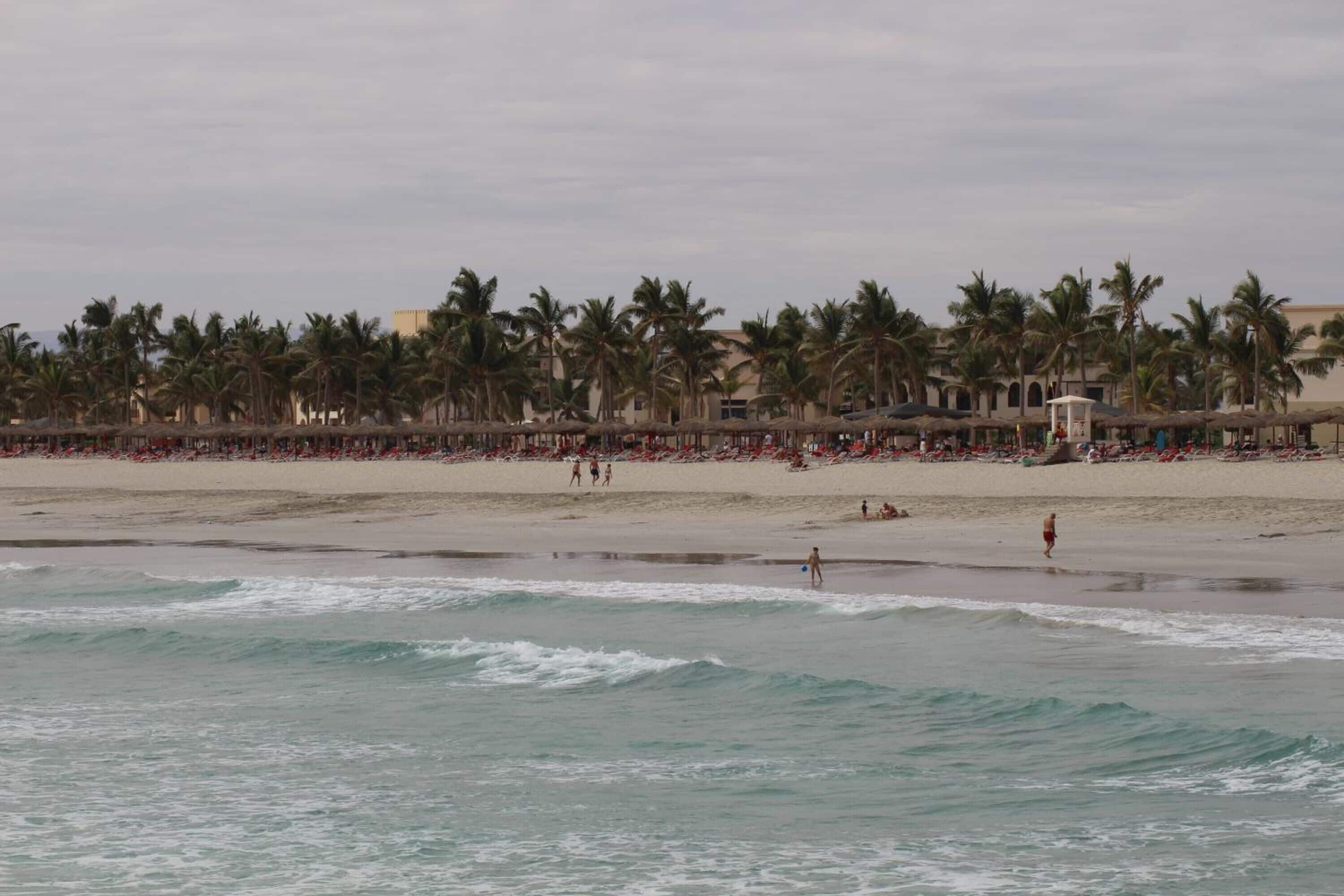 A beach with palm trees and a sandy shore.