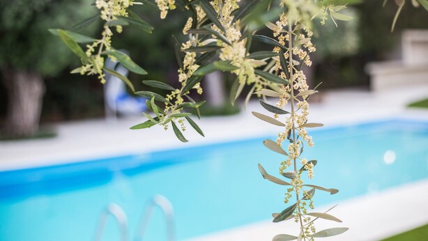 Una piscina con agua azul cristalina, rodeada de vegetación y una zona junto a la piscina en blanco.