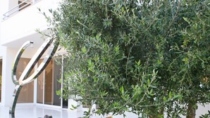 Señalización para 'Suites & Apartments' con un árbol en primer plano.