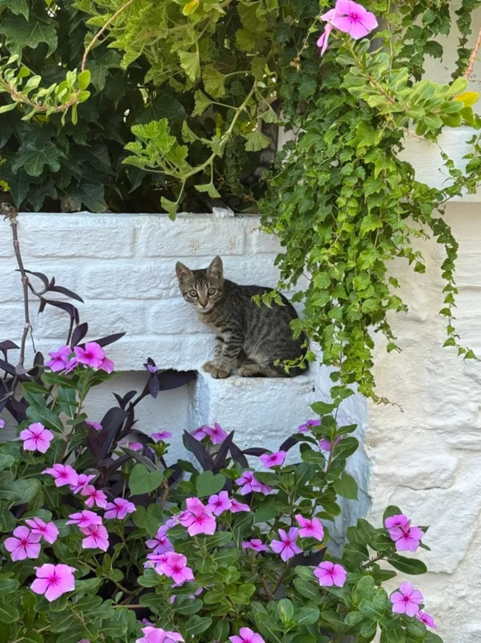 A cat sitting on a white wall with green foliage and pink flowers around.