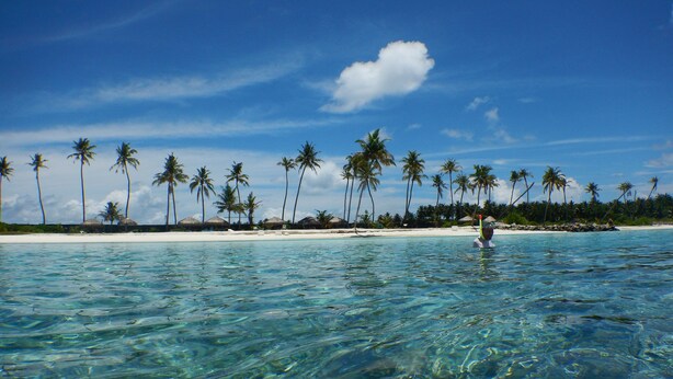 A clear tropical beach with palm trees and a sandy shore. - Beach Heaven Maldives - Golden Turtle Guest House (Huraa)