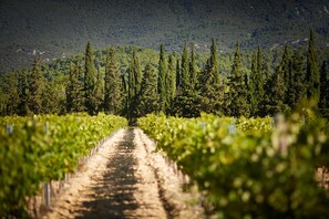 Viñedo con hileras de parras que se extienden hacia una montaña al fondo.