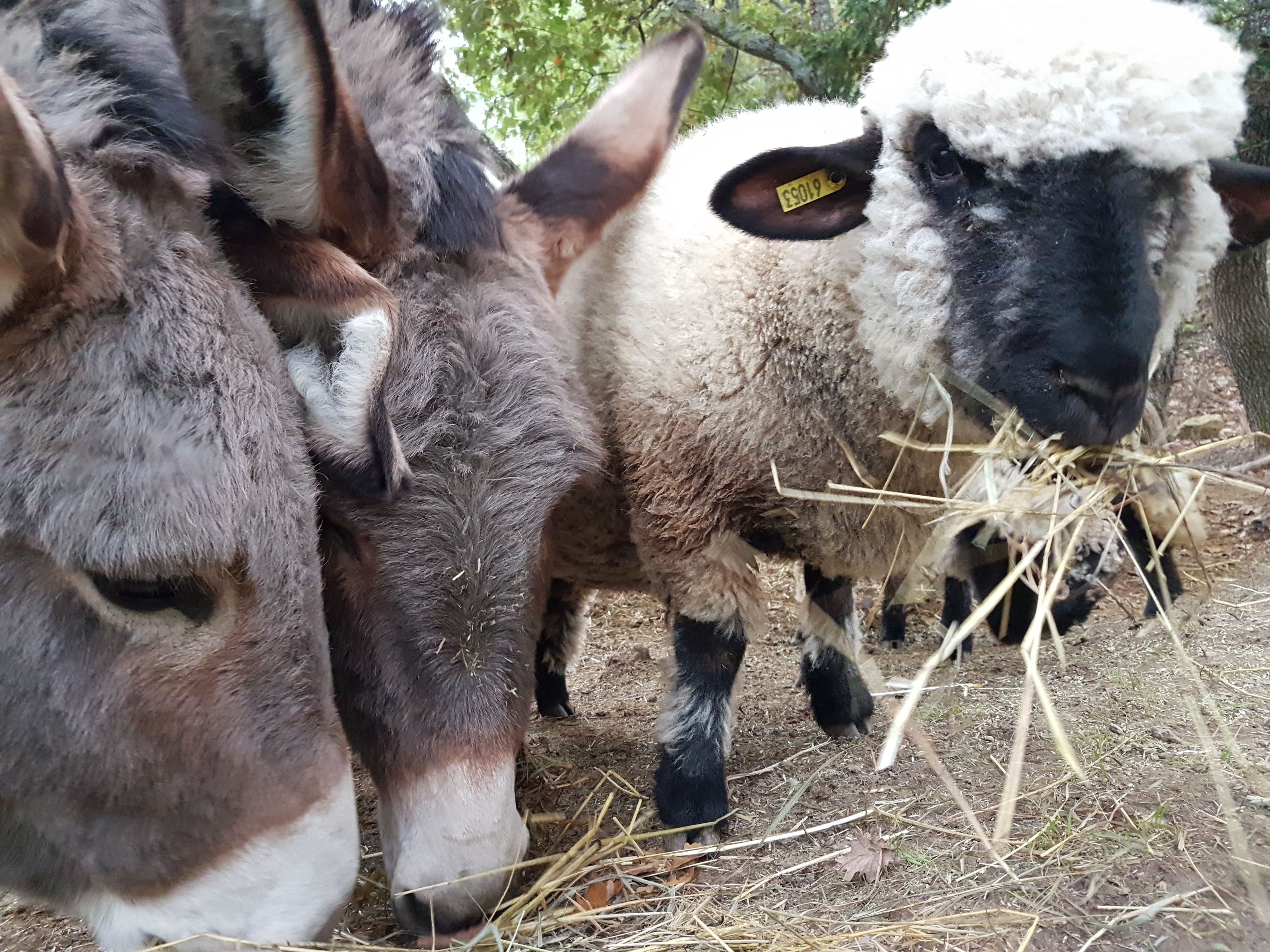 children’s activities