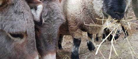 A group of animals, including a donkey and a sheep, eating hay.