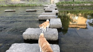 Two dogs on stepping stones over a body of water. - Seibido Inn - Hostel (Kyoto)