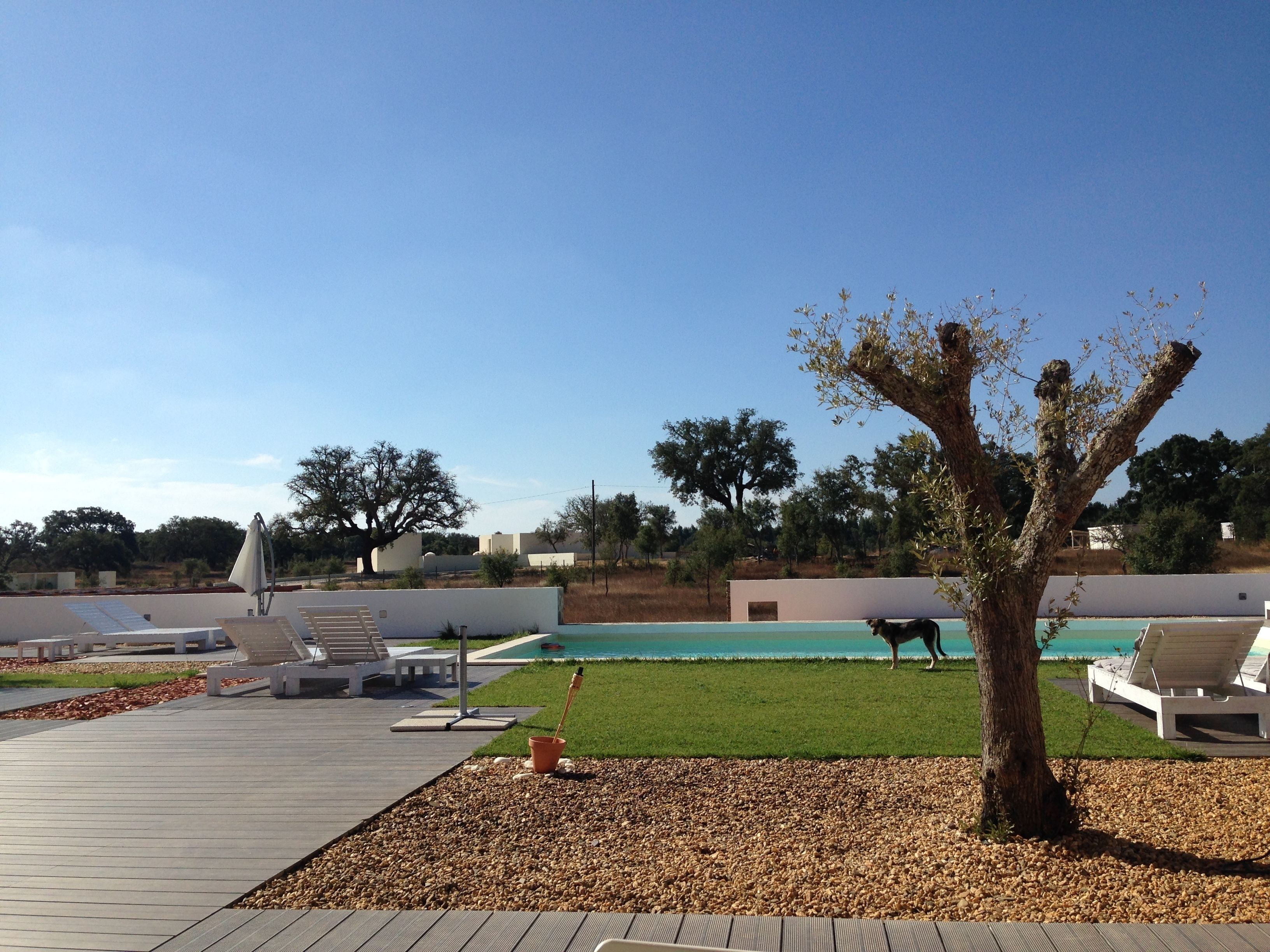 A poolside area with lounge chairs, a small tree, and a clear view of the pool.