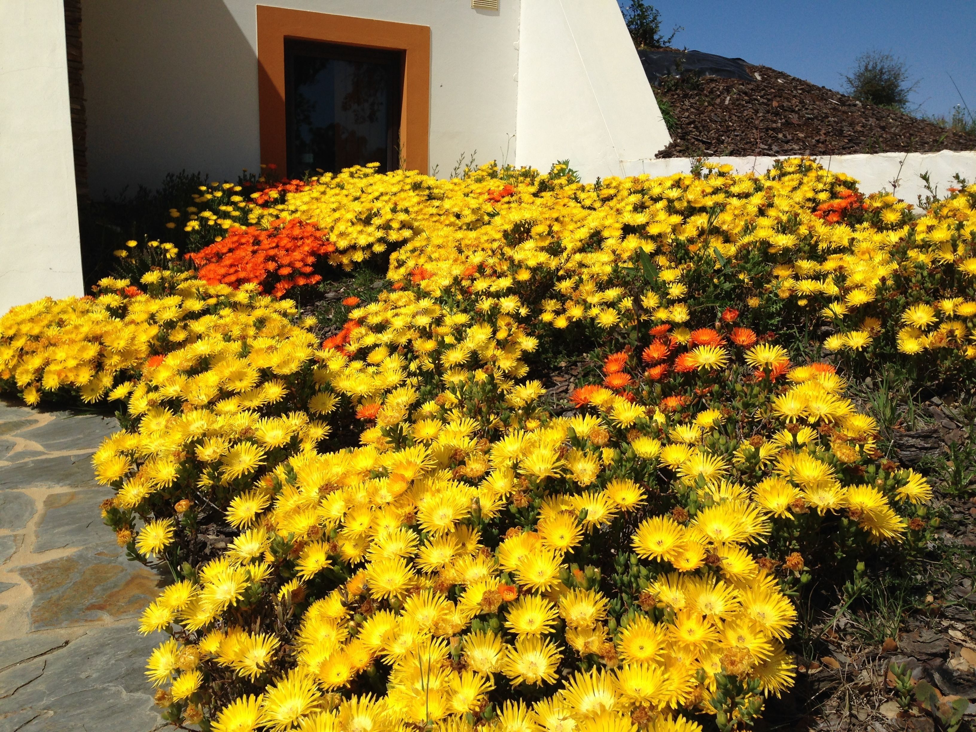 Jardín