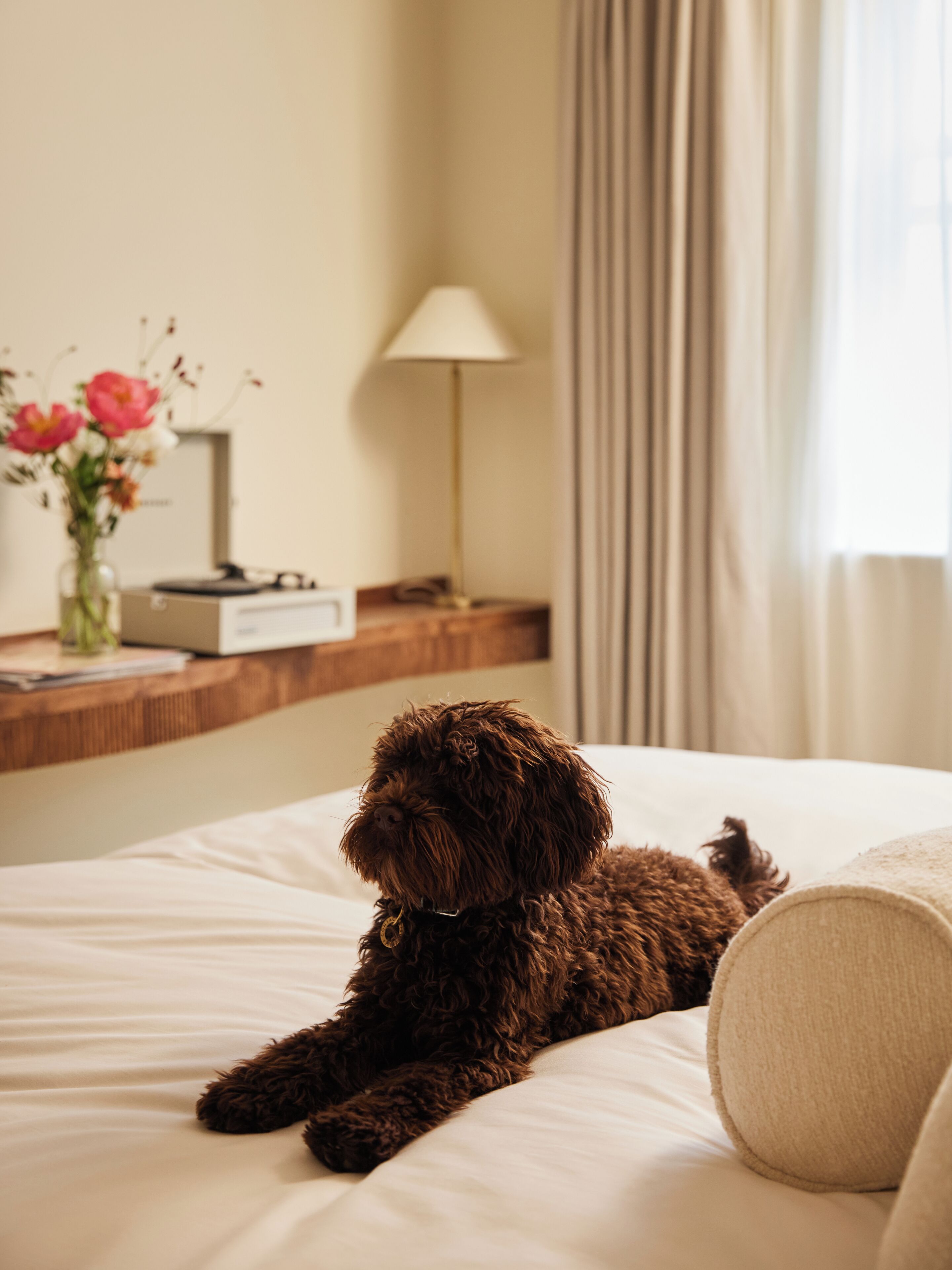 A dog lying on a bed in a hotel room with a lamp and a vase of flowers on a nightstand.