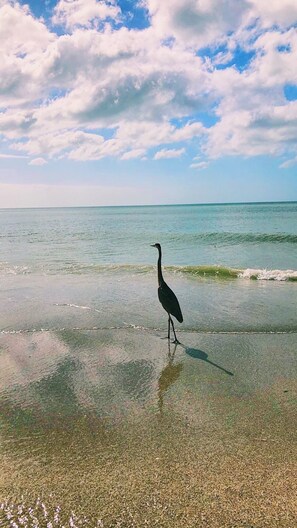 Beach nearby, white sand