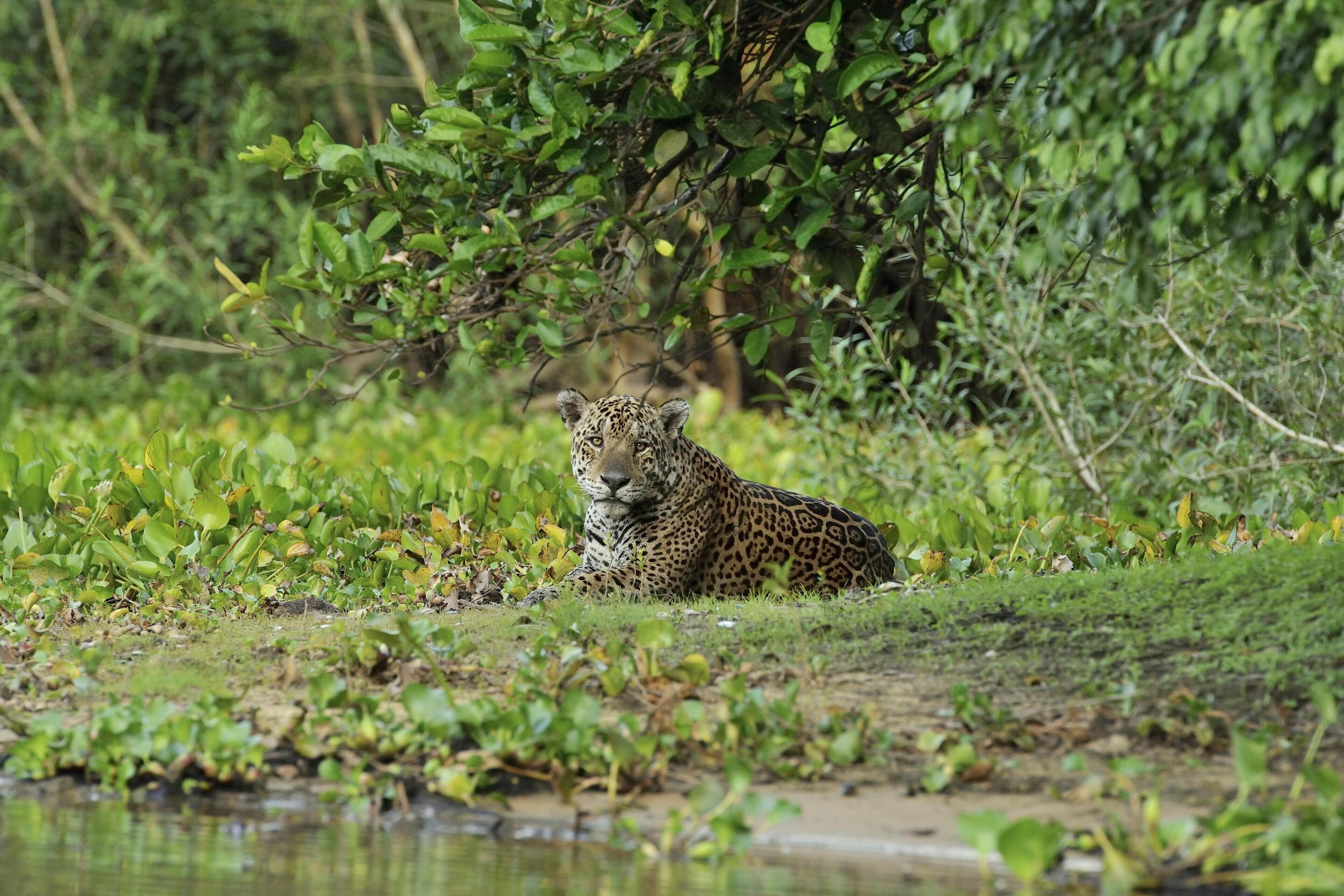 A leopard lying in a grassy area with dense foliage in the background.