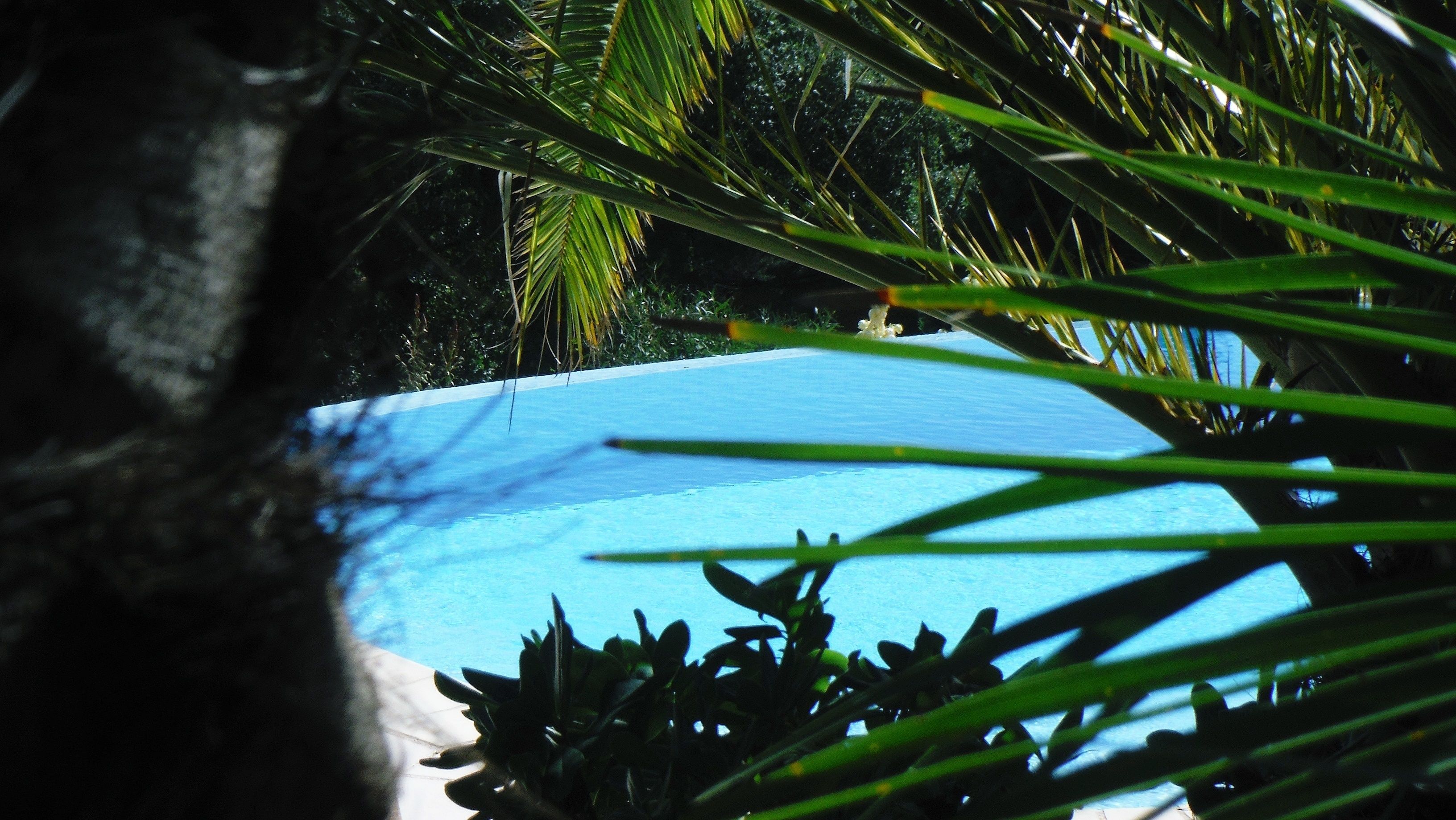 A clear view of a swimming pool surrounded by lush greenery.
