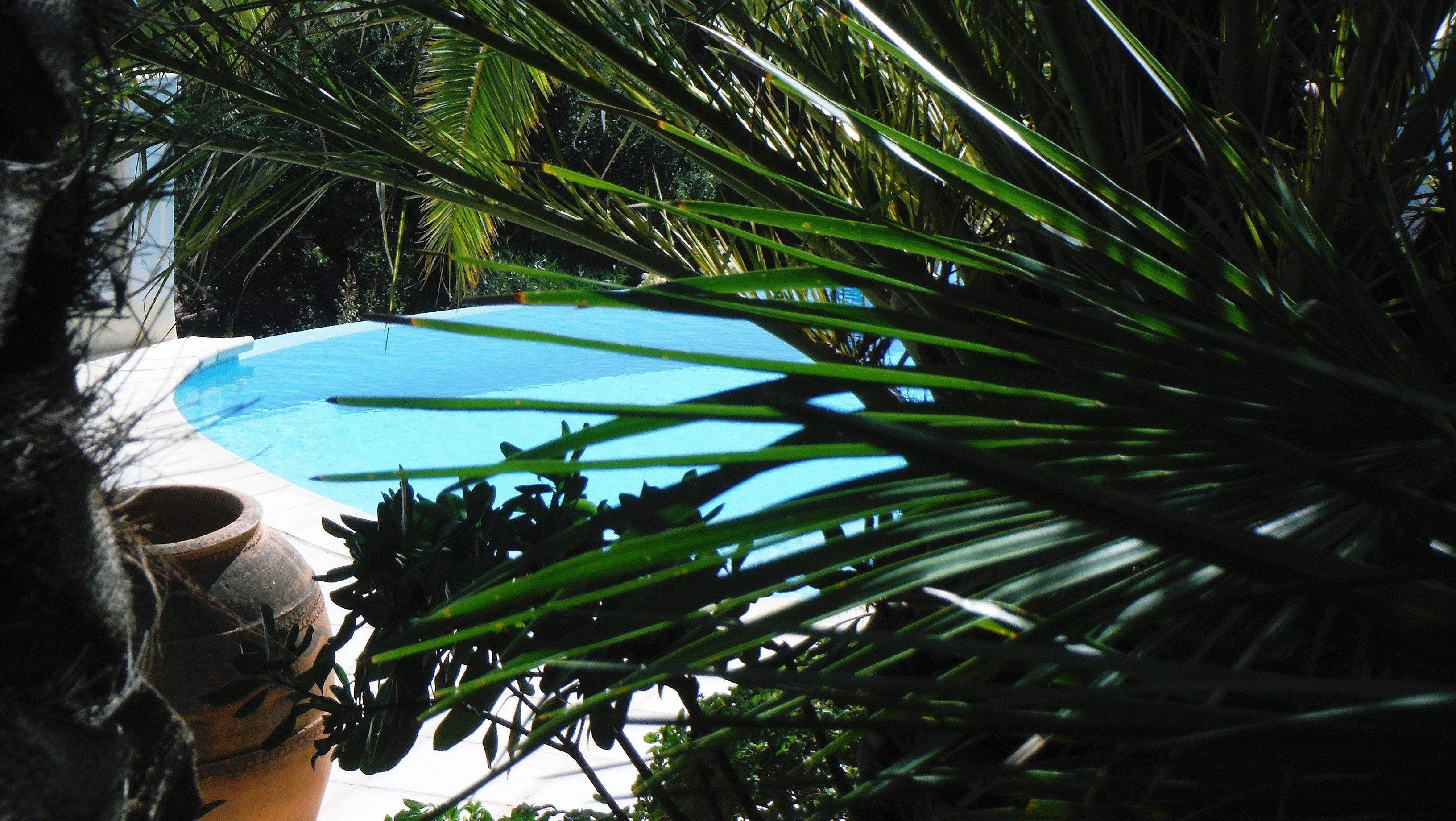A pool surrounded by lush greenery, including palm leaves and other tropical plants.