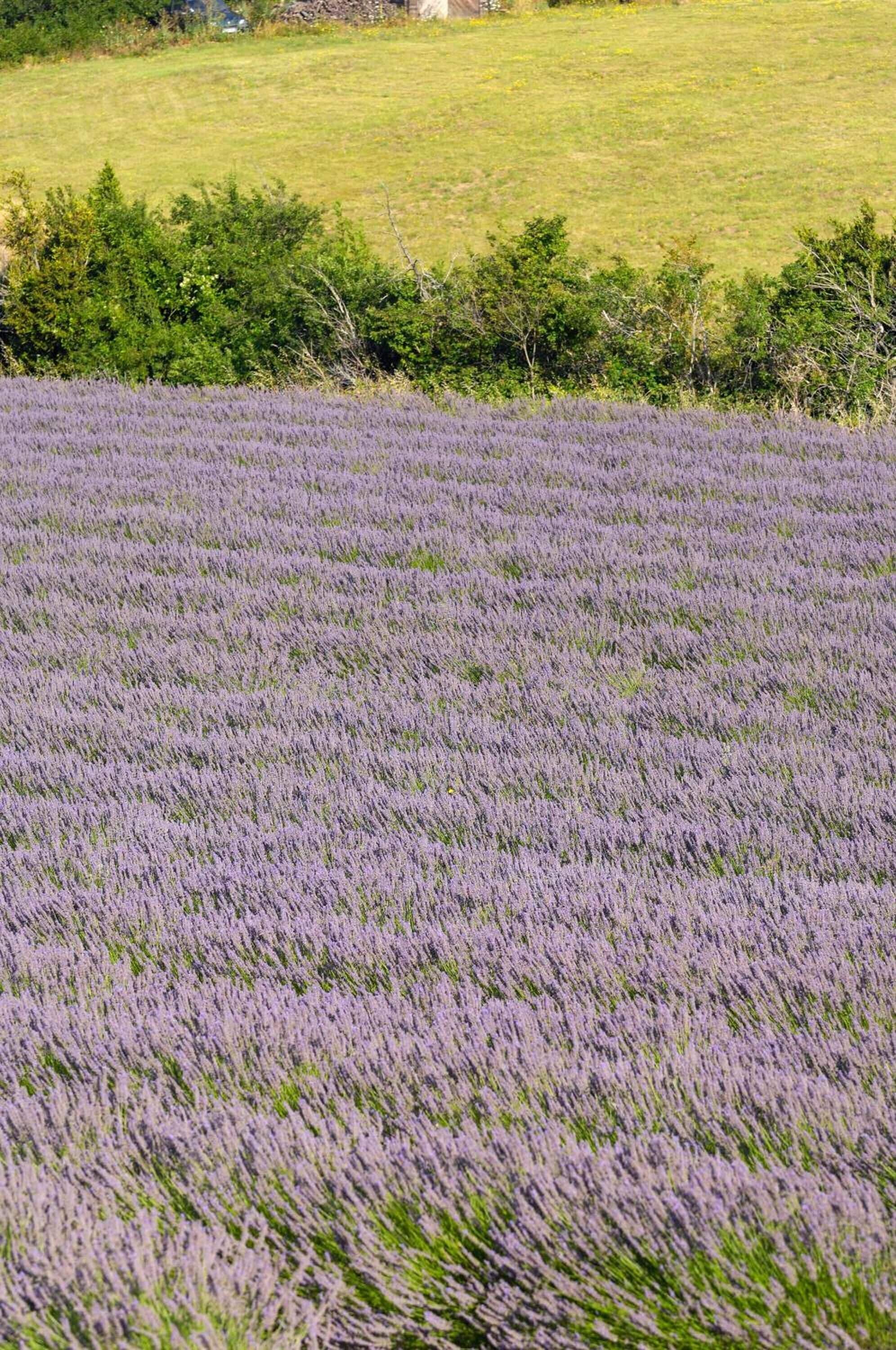 Un campo de lavanda con una zona de césped y un matorral denso al fondo.