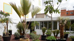 Pátio com diversas plantas em vasos, incluindo palmeiras e suculentas, cercado por um edifício branco com janelas amplas.
