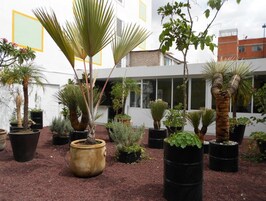 A courtyard with various potted plants, including palm trees and succulents, surrounded by a white building with large windows.