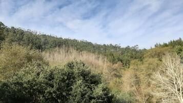 A natural landscape with a variety of trees and a hill in the background.
