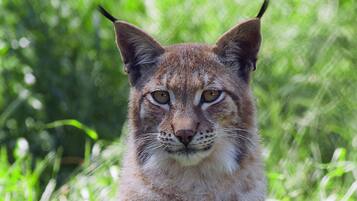 Un lince en una zona herbosa.