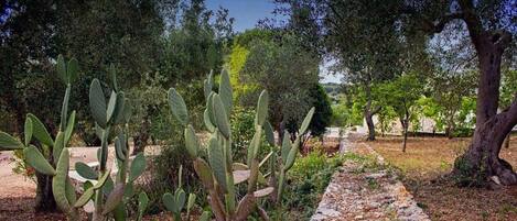 A garden with cacti and trees, a stone pathway, and a clear sky.