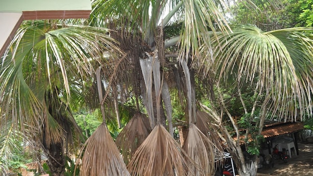 Uma palmeira com folhas secas e uma pequena construção com telhado de telhas.