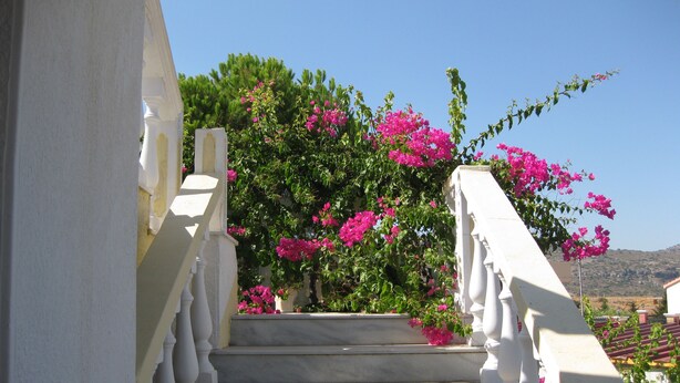 Una escalera con barandillas blancas que lleva a un balcón con flores de buganvilla rosadas.