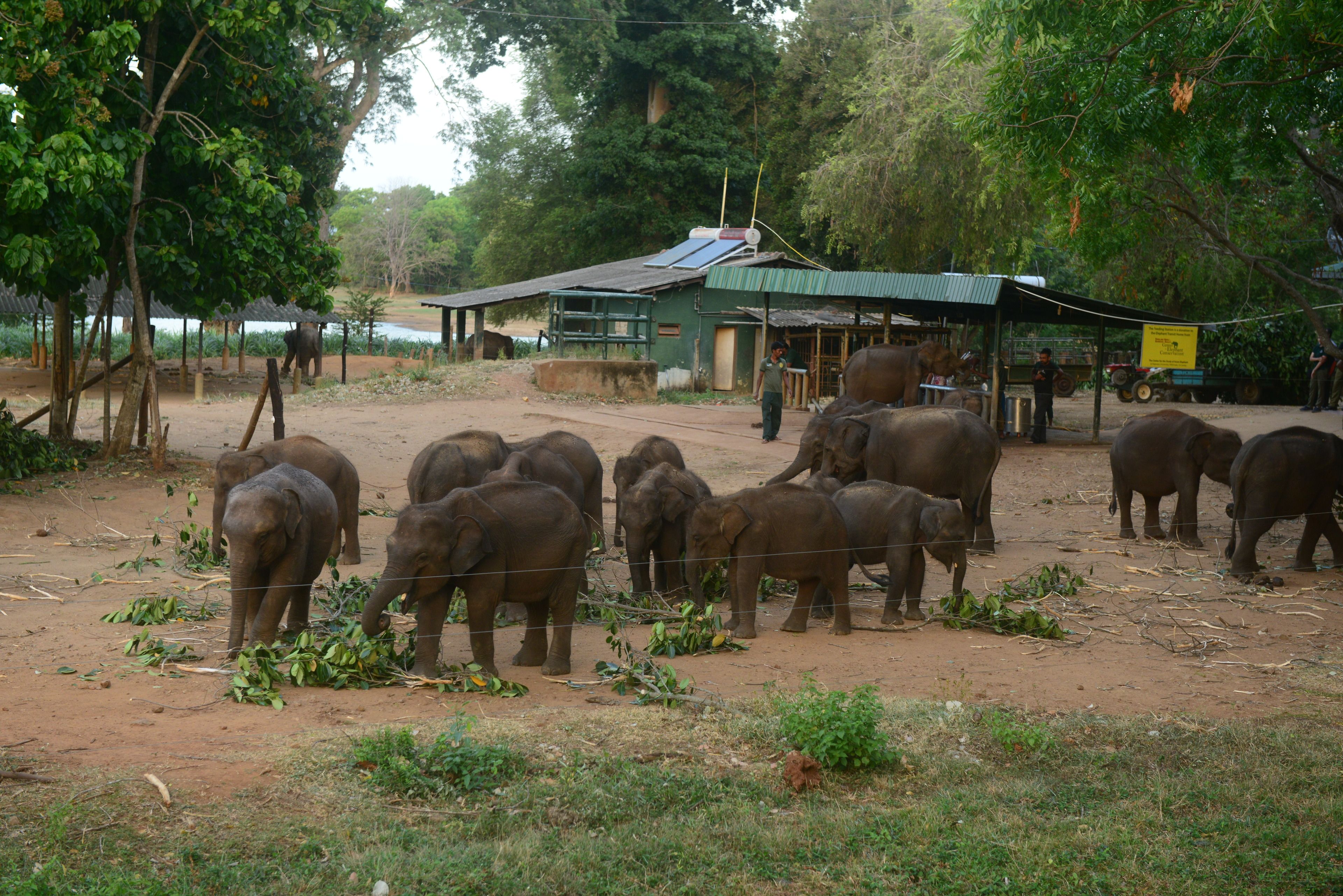 Un groupe d’éléphants se trouve dans un espace clos, avec un petit bâtiment et un tracteur en arrière-plan.