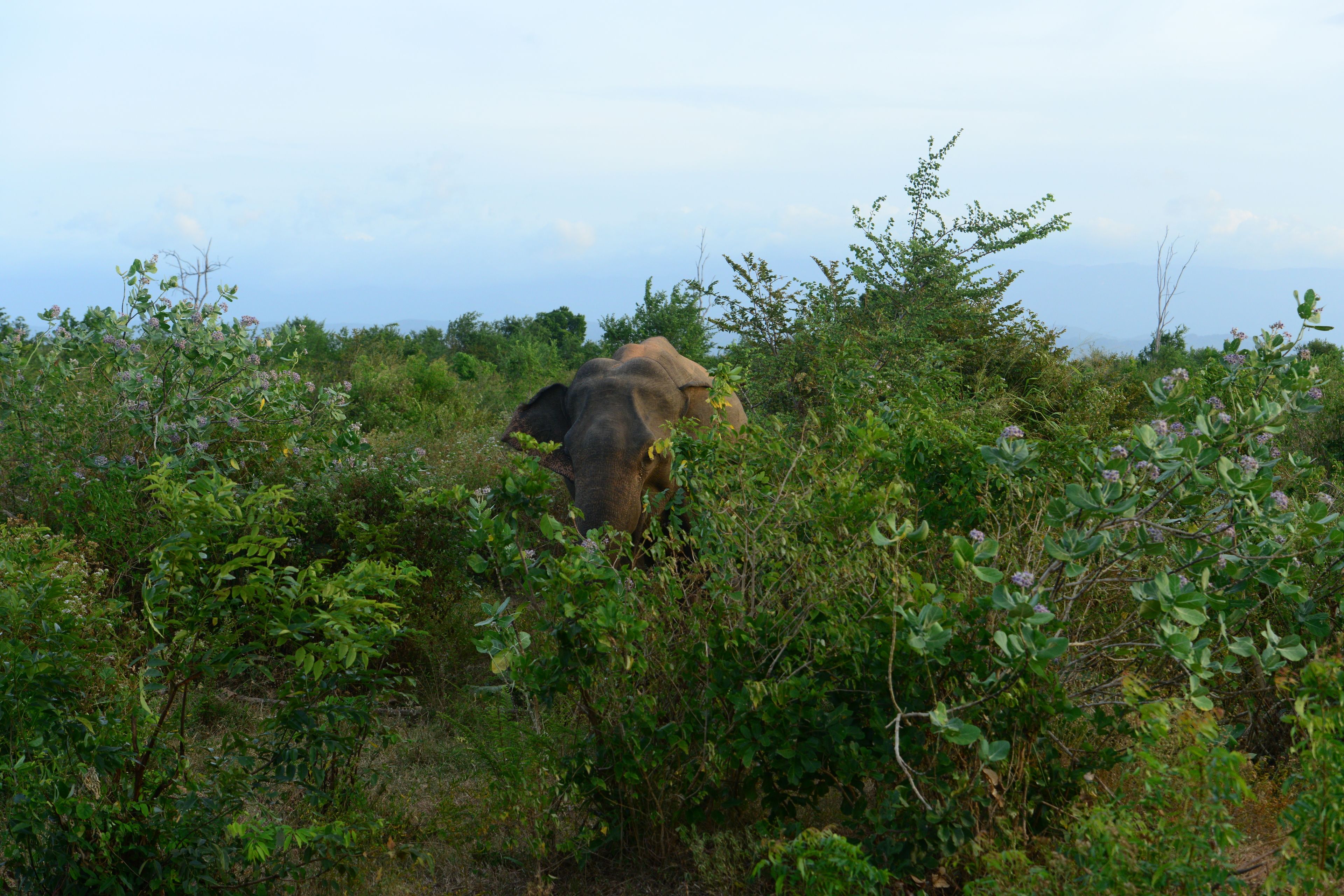 An elephant in a natural setting with dense vegetation.