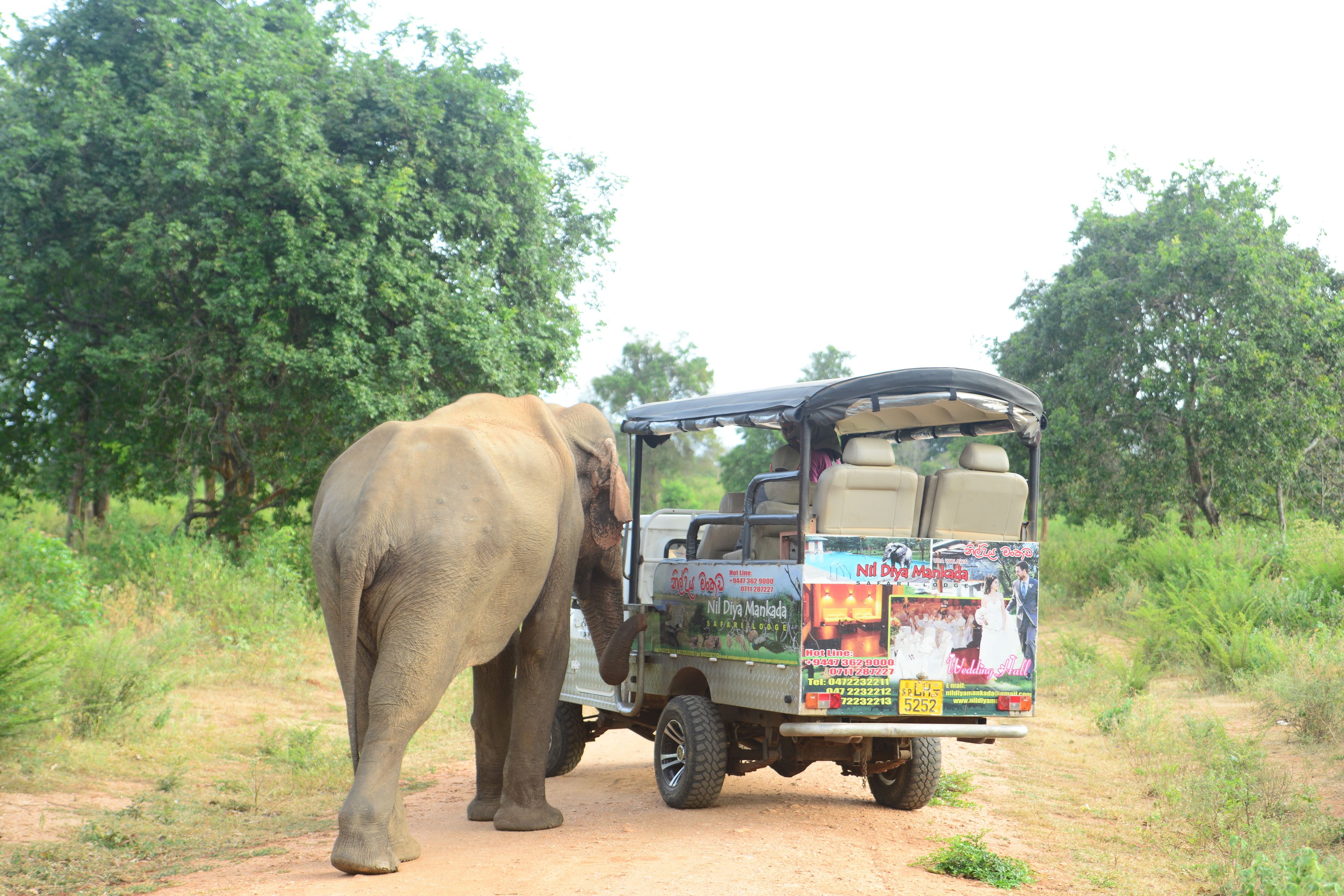 An elephant standing next to a vehicle with a wedding-themed advertisement on the back.