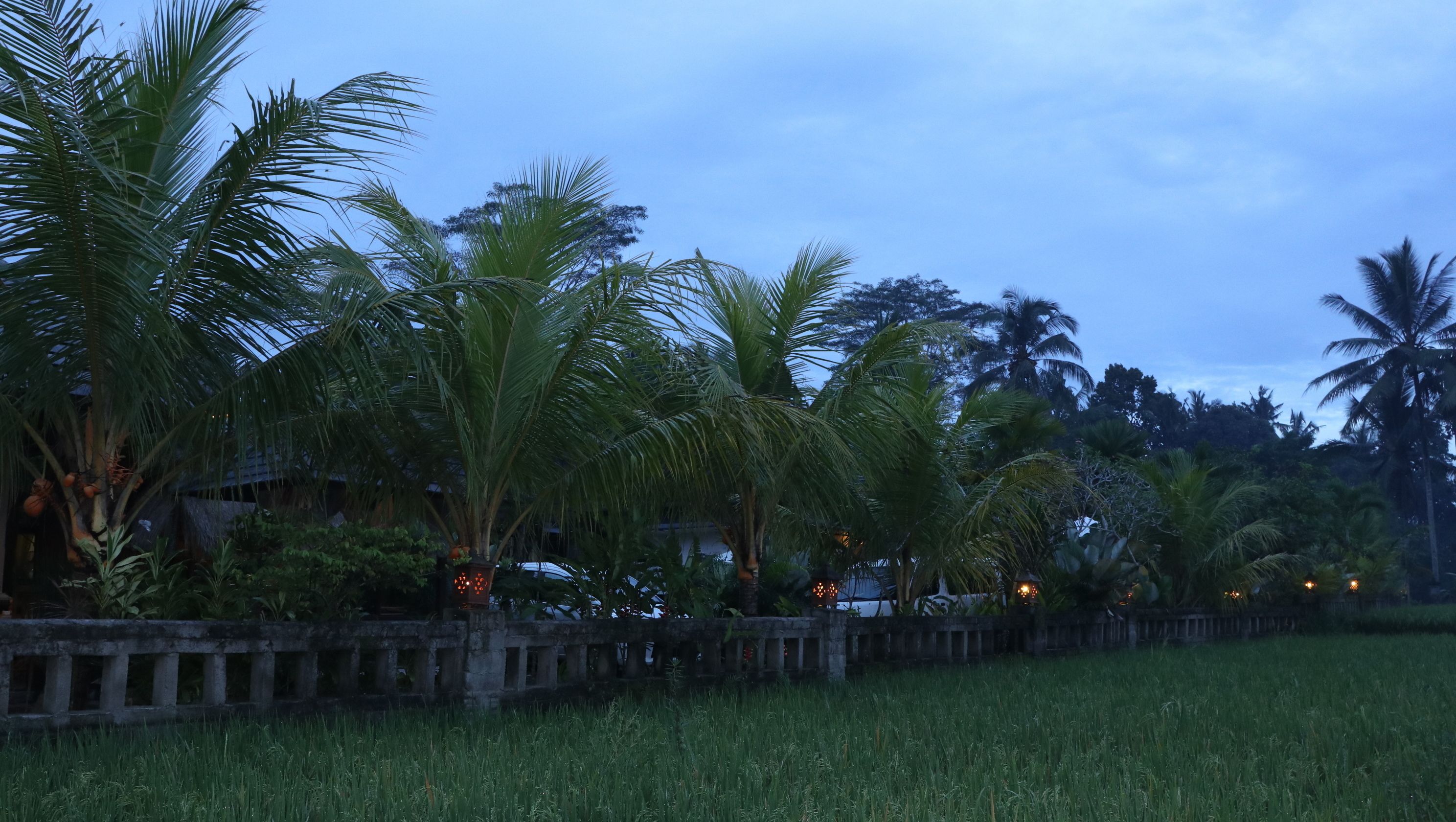 A serene evening landscape with palm trees, a grassy field, and a stone fence.