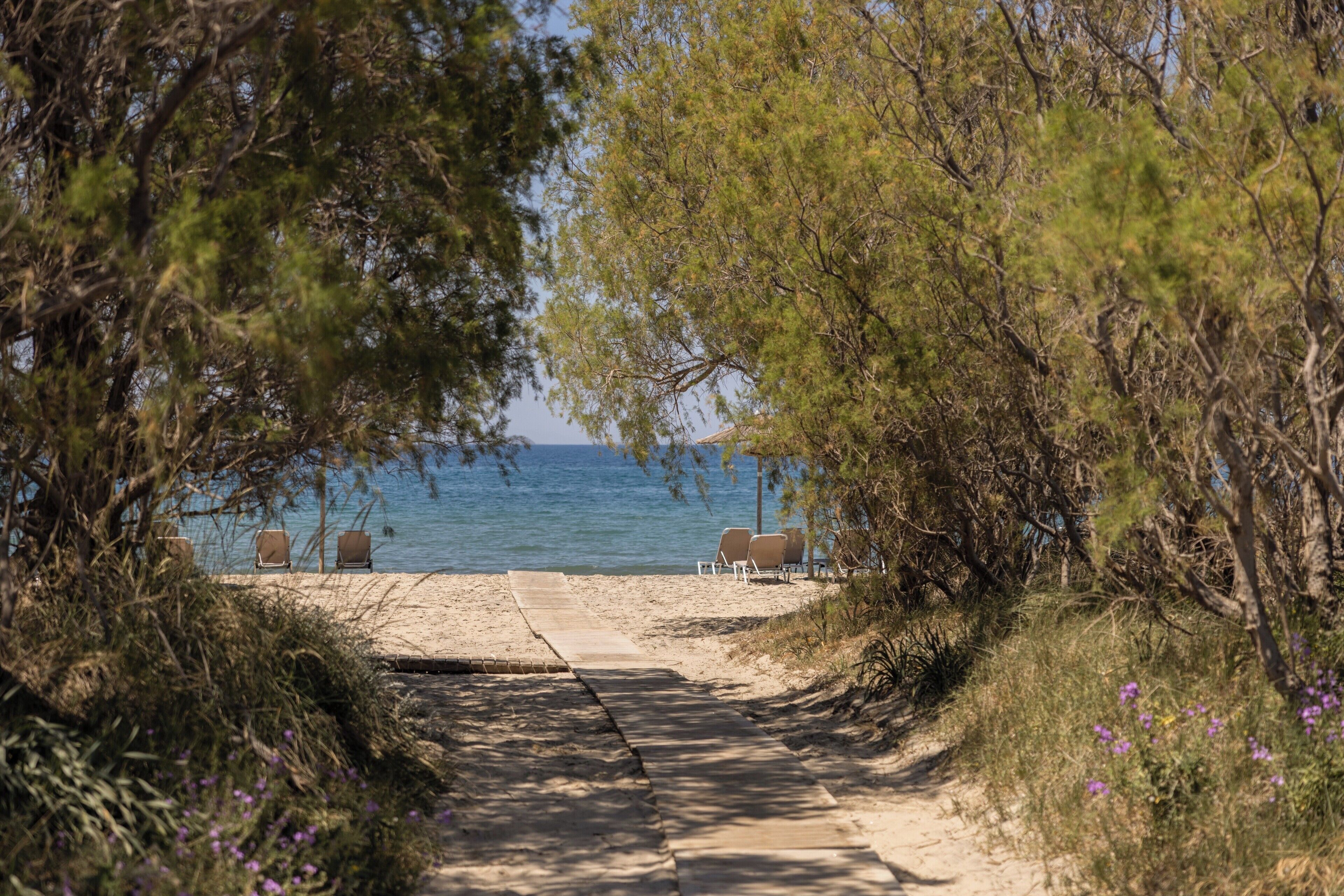 Un camí que condueix a gandules de platja sobre sorra, envoltat d'arbres.