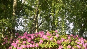 A dense shrub with pink flowers and green leaves. - Swedish Idyll (Falkenberg)