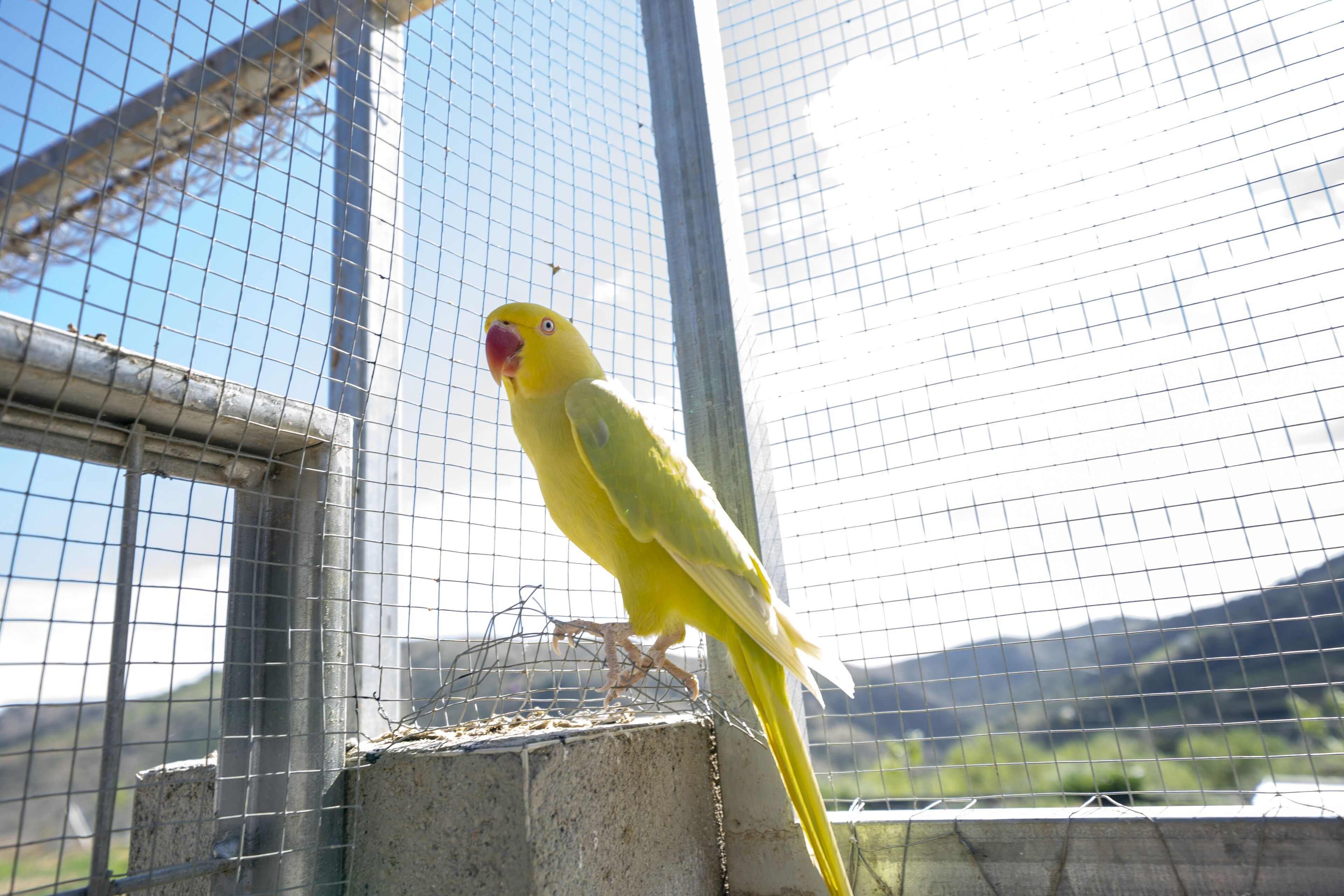 Un loro amarillo dentro de una jaula de alambre.