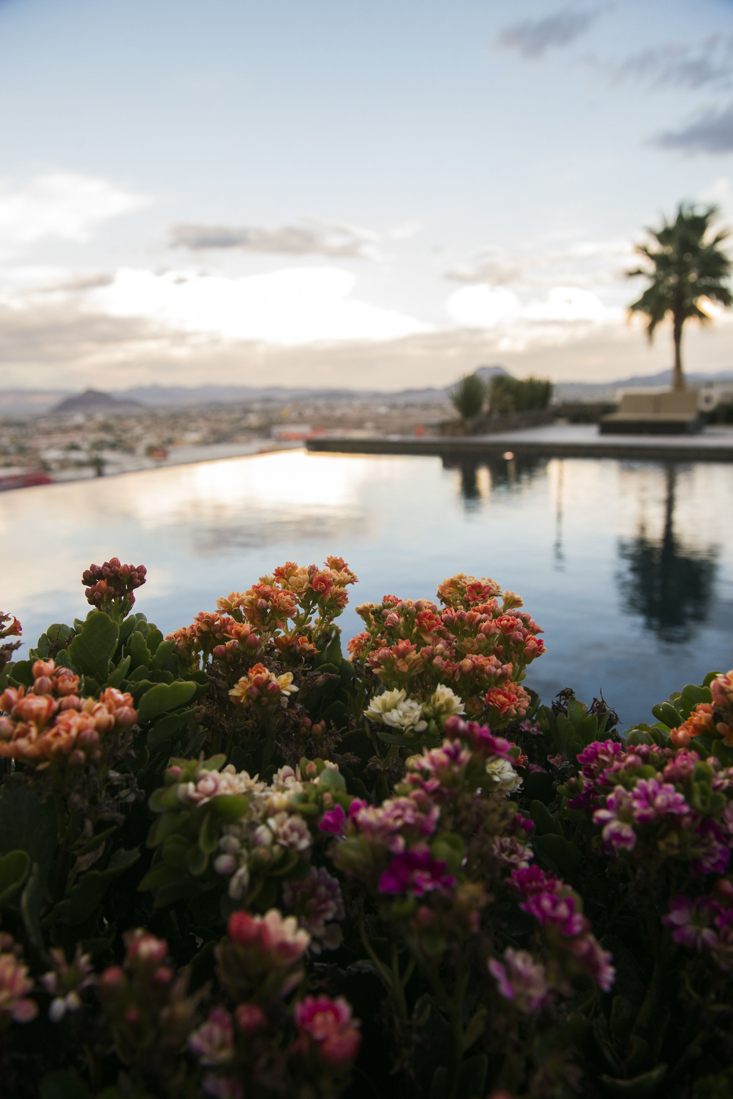 Una piscina con vistas a un paisaje urbano y una palmera al fondo.