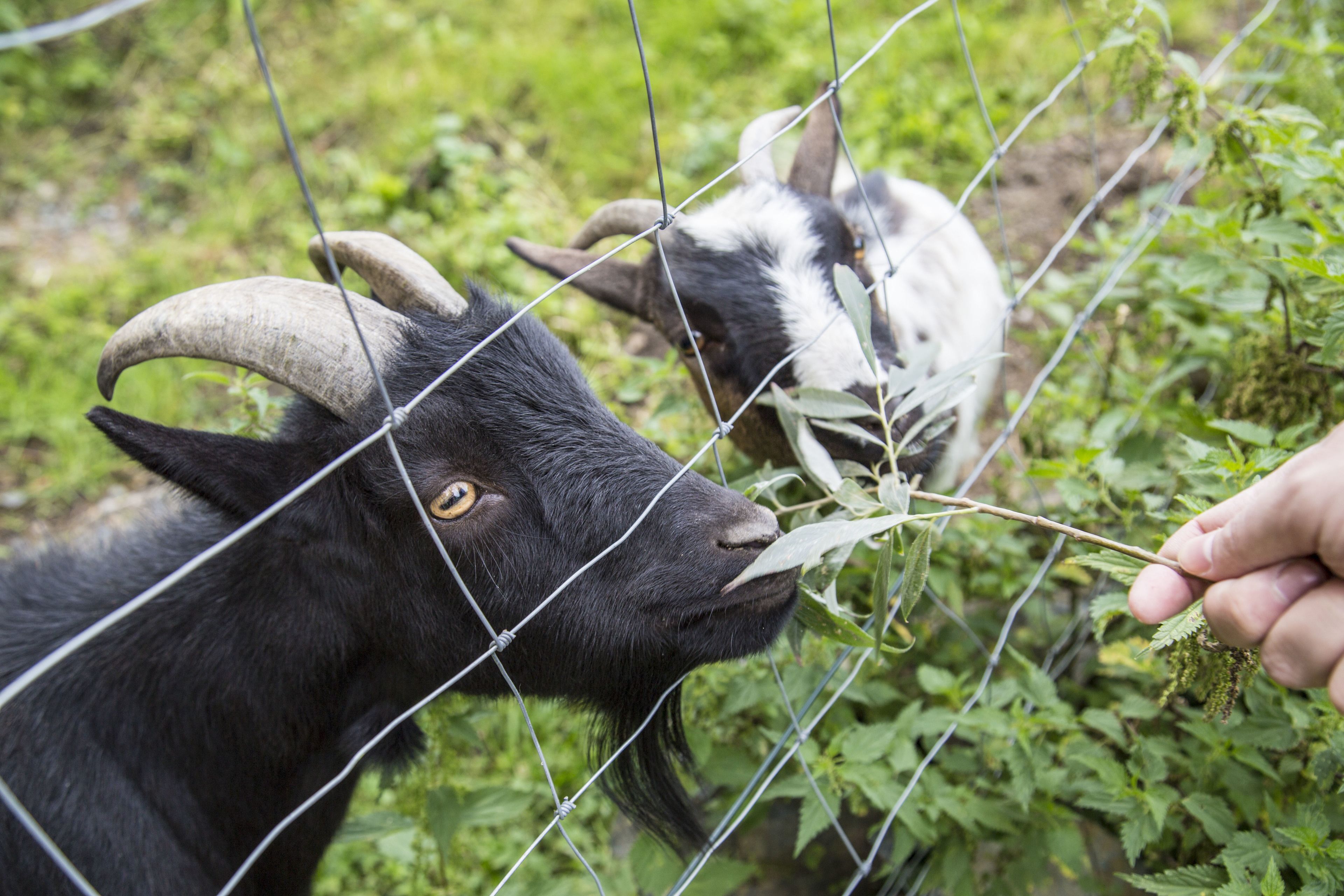 A close-up of a goat with large horns and a black and white face, behind a wire fence.