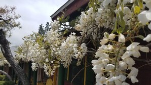 A building with white flowering vines hanging from the exterior. - Idyllwild Bunkhouse (Idyllwild)