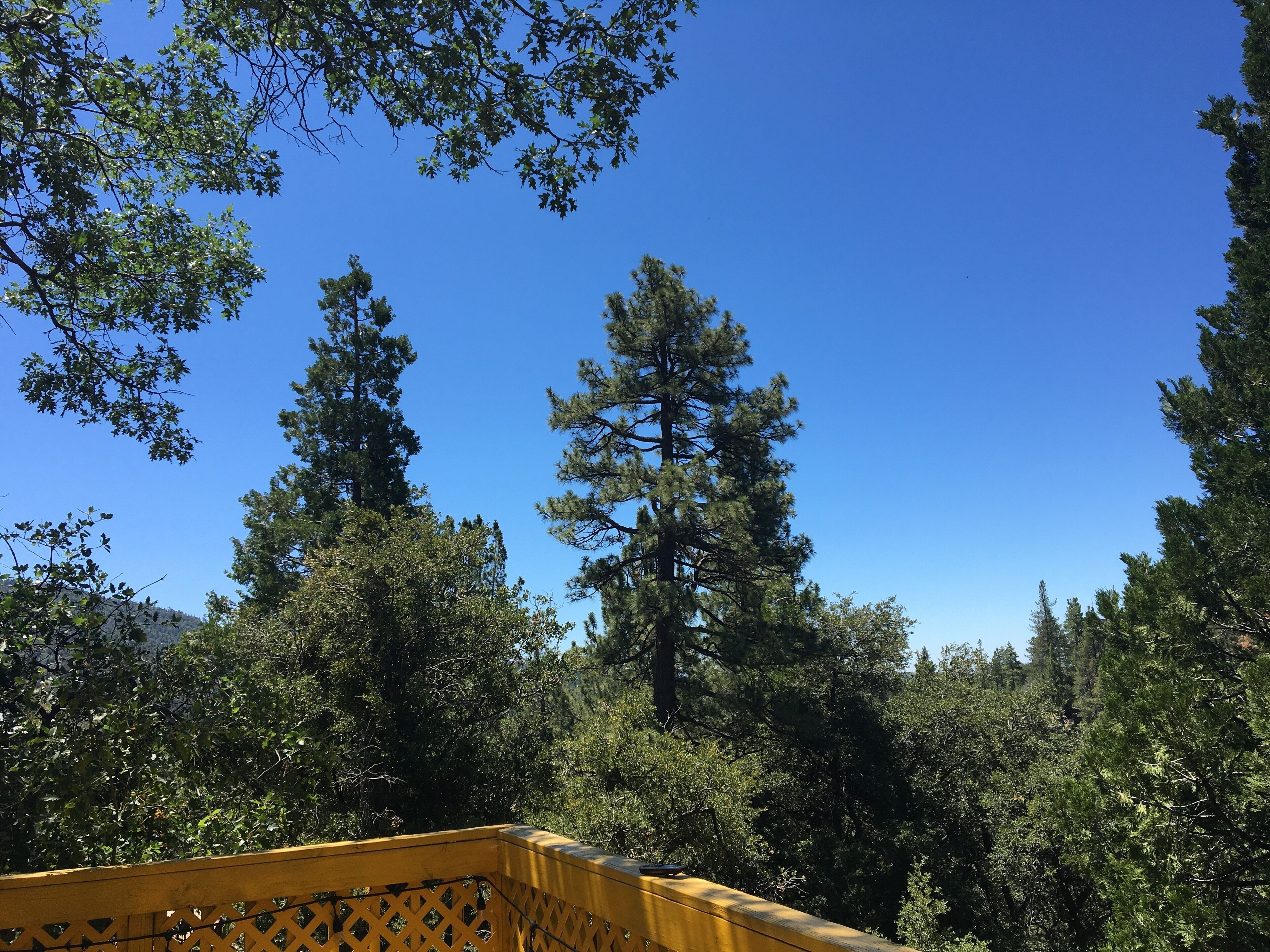 A forested area with tall trees and a clear blue sky.