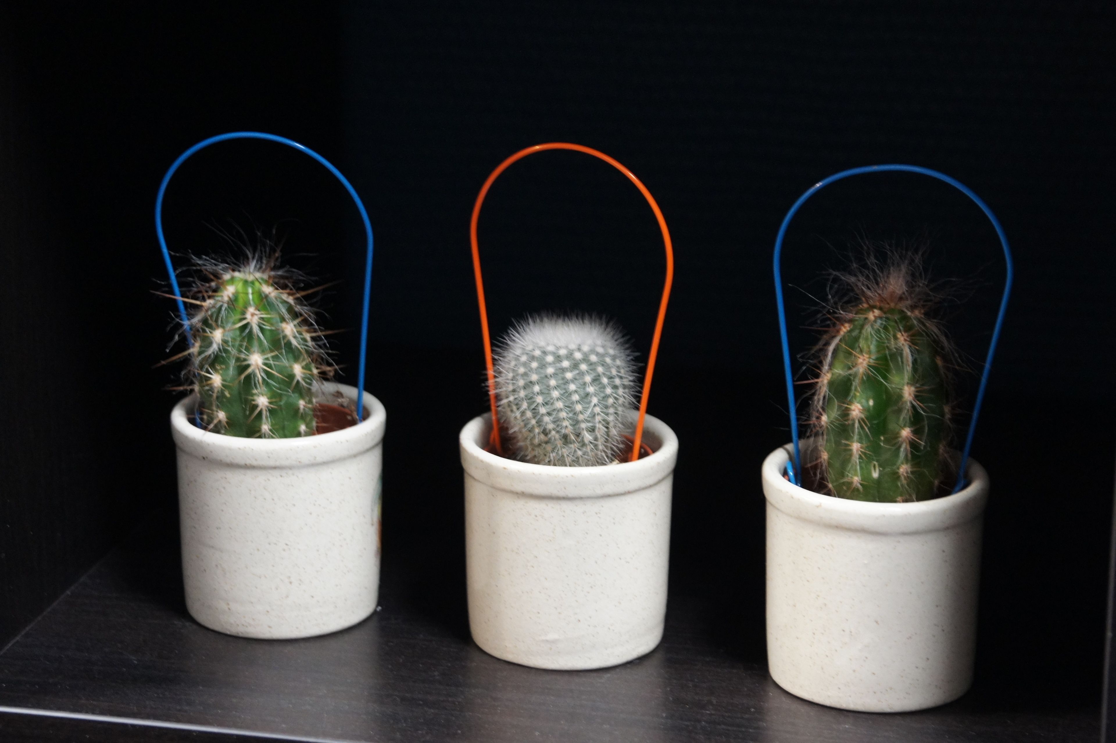 Tres pequeños cactus en macetas con aros de alambre de colores diferentes.