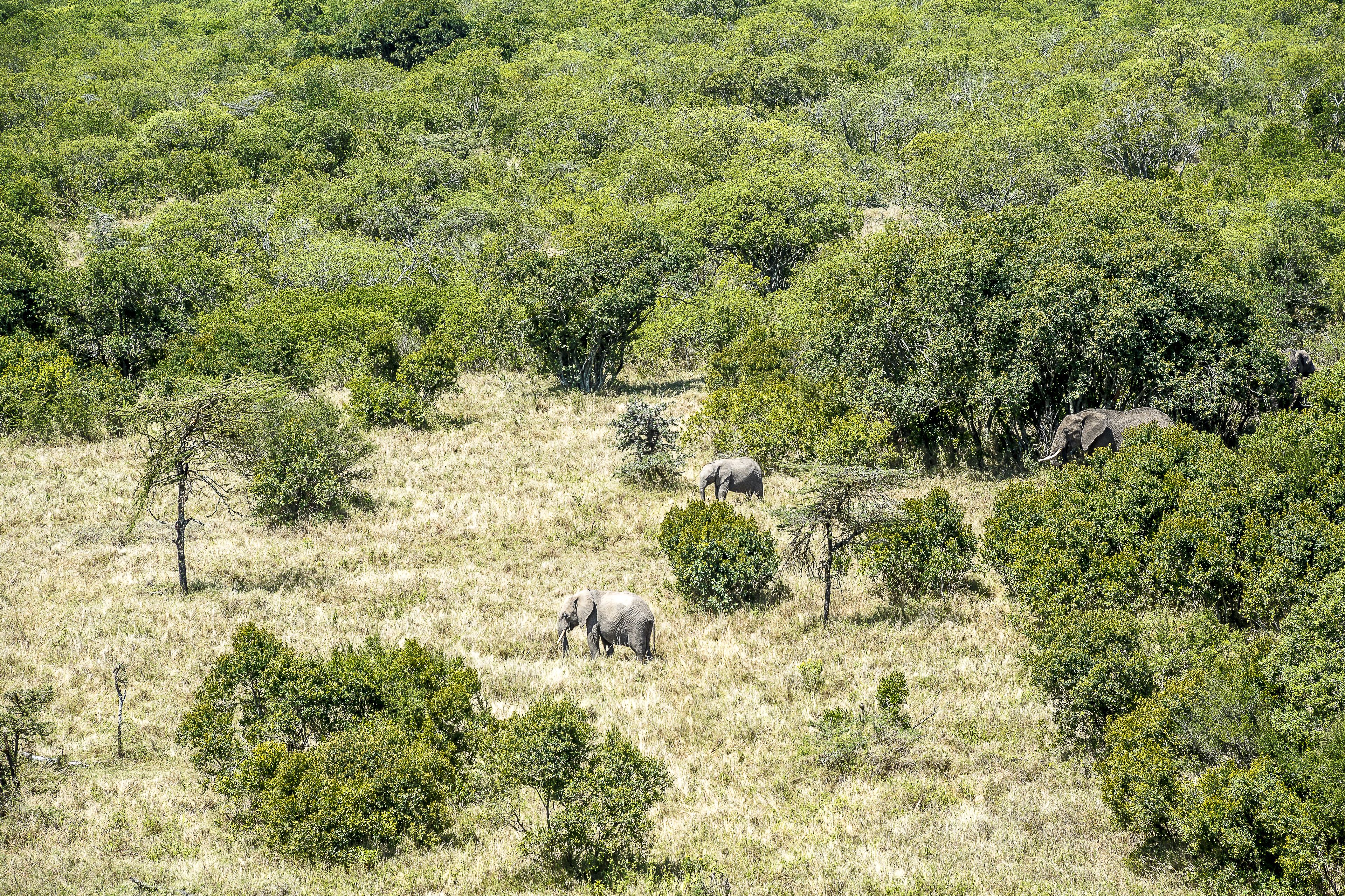 A savanna landscape with elephants and sparse trees.